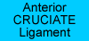 anterior cruciate ligament